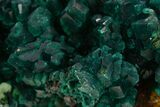 Dioptase Crystal Cluster on Quartz - Sanda, Congo #335202-2